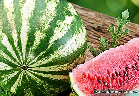 Sut i feithrin watermelons yn llwyddiannus yn Belarus - awgrymiadau ac adolygiadau gan drigolion yr haf