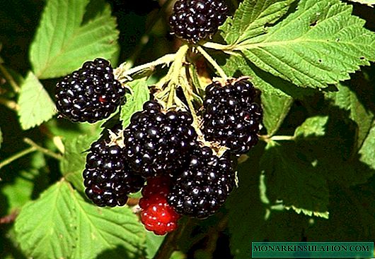 Cara ngembangake blackberry: sejarah budaya, teknologi pertanian, perlindungan marang penyakit lan hama