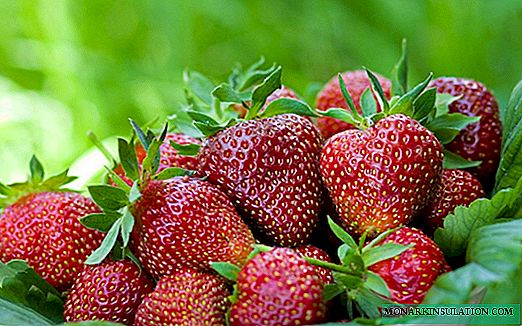 Otu esi eto strawberries Victoria: njirimara, nlekọta na mgbochi nke ọrịa