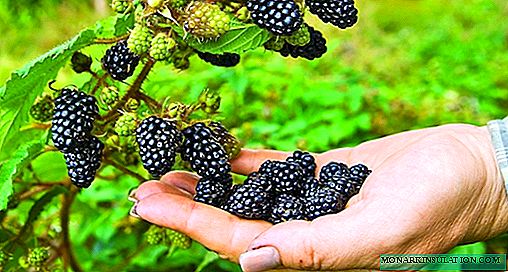 Kumaha tumuwuh blackberry tanpa cucuk: pedaran ngeunaan variétas sarta subtleties perawatan