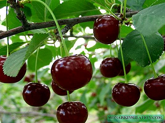 Cara ngembangake Cherries Canggih: Tips lan Tips Tanaman