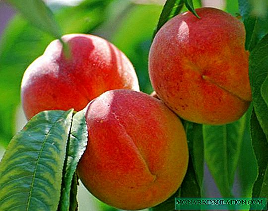 Kouman pouse Delicious Peaches Kadinal la