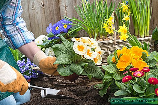 Que flores se plantan mellor no xardín e no país: consellos e consellos xerais