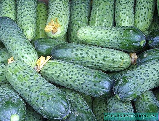 Wat is komkommers: kultivarsoorte en kultivarsoorte