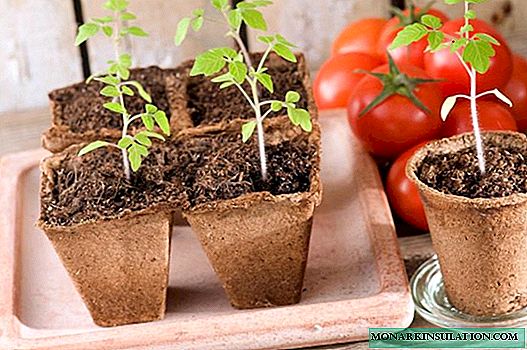 Cilat janë mënyrat e rritjes së fidanëve të domates