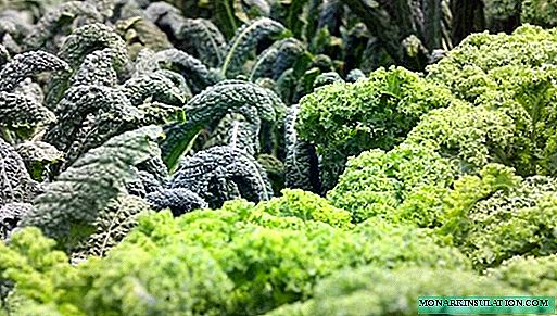 Kale aza - modako barietate mota da eta zentzurik du landatzea?
