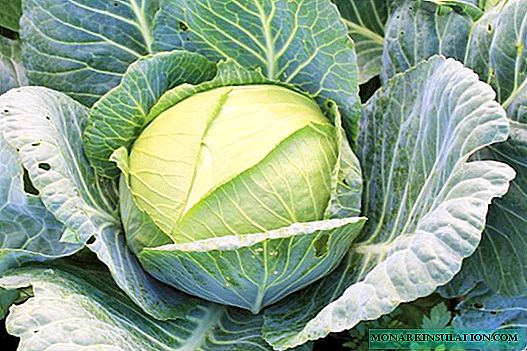 Cabbage Glory: sijhawm ua tiav