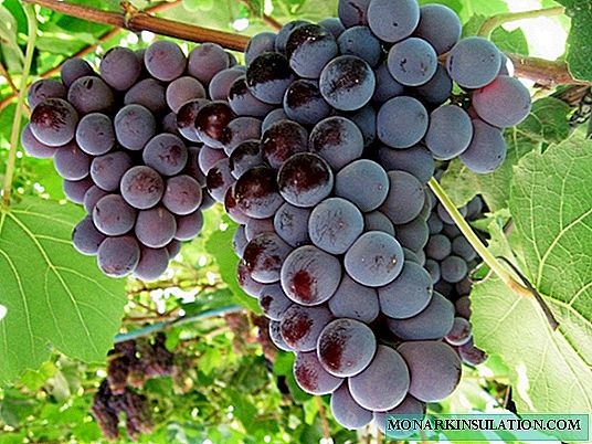 Kardinal - pilihan buah anggur anggur California anu lezat