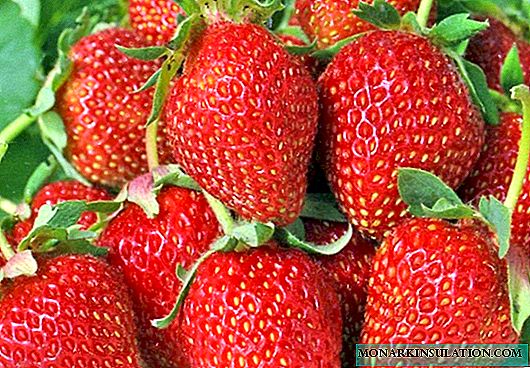 स्ट्रबेरी एल्बियन: एक अनुपम प्रजाति जसबाट बेरी सम्पूर्ण ग्रीष्म pickedतुमा लिइन्छ