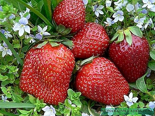 Strawberry Ahia - Ataahua Itariana