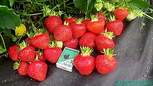 Strawberry Eliane - vahiny indiana ao amin'ny zaridaina anatiny