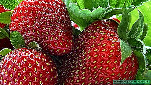 Strawberry ji tovên li malê: ji bijartina celebê heya darxistina daristanan