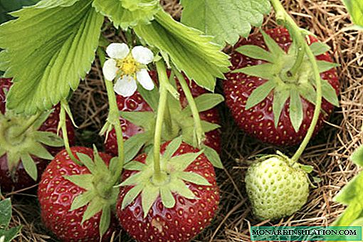 Strawberry Crown: variedade reparadora de invernadoiro que dá froito con éxito na terra aberta