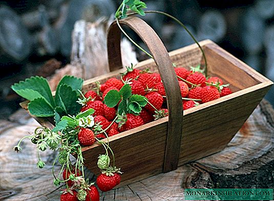 Strawberries a puni makahiki āpau - ʻaʻole kēia manawa he moeʻuhane, akā he kiʻi maoli!