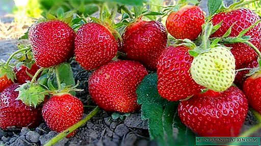 Strawberry Lambada - akụkọ ihe mere eme nke okike, njiri mara nke ụdị na nkwa nke mmepe kụrụ