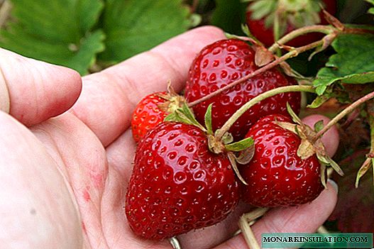 Strawberry Malvina - gwo, dous, anreta