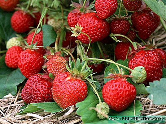 स्ट्रॉबेरी शेल्फ - निर्मितीचा इतिहास आणि लोकप्रिय विविध प्रकारची वाढणारी वैशिष्ट्ये