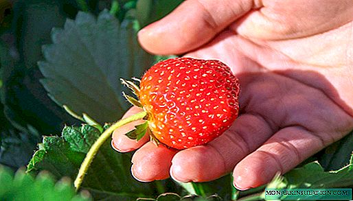Remontant од јагоди: што е добро и како да се одгледува