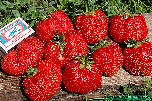 Gigantella Strawberries: Bayani iri-iri, Bayani Shuka da Kulawa