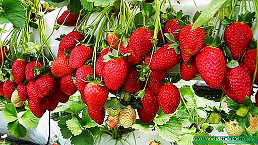 Strawberry Vima Rina: geskiedenis van oorsprong, voordele en nadele van die verskeidenheid, plant en kenmerke van versorging