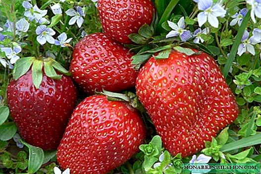 Strawberry - berryek ne ji bo xenî ye: rêzikên bingehîn ên lênihêrîn