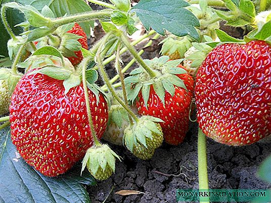 Strawberry Marshmallows - delikata dolĉaĵo en la ĝardeno