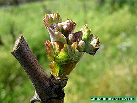 موسم بہار میں انگور کب کھولنا ہے اور کھلنے کے بعد کیا عمل درآمد کرنا ہے