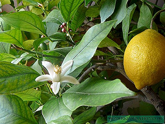 پوٹا ہوا لیموں: بڑھتے ہوئے راز