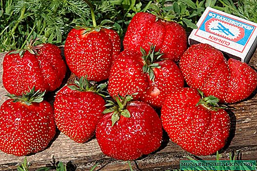 गर्मीको रानी - स्ट्रबेरी: उत्तम प्रजातिहरू र यसको बढ्ने असामान्य तरीकाहरू