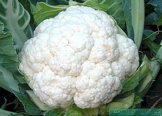 Goat-Dereza: ny rehetra momba ny karazana cauliflower malaza