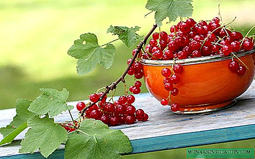 Redcurrant, përfshirë fruit të gjerë: përshkrimi i varieteteve, kultivimi në rajone