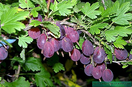 Grushenka gooseberries: kalung beri ing cabang