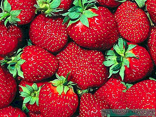 Malaking-fruited pag-aayos ng strawberry Aromas - puro lasa ng tag-araw sa iyong bahay