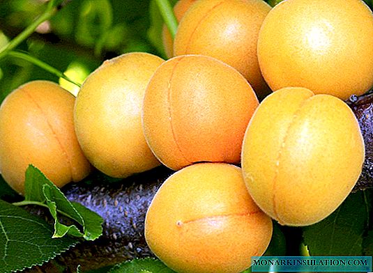 Lel - Apricot shahararre don mazaunin bazara