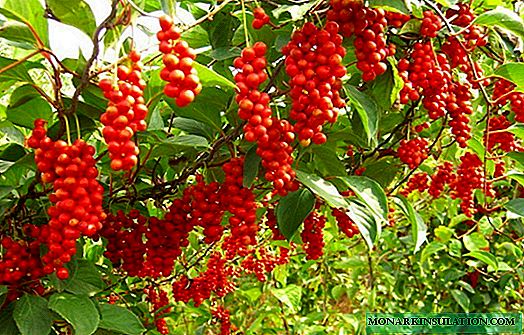 Schisandra chinensis: نکات توصیفی و مراقبت از گیاه