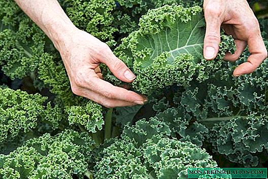 Kale: as mellores variedades e coidado dos cultivos