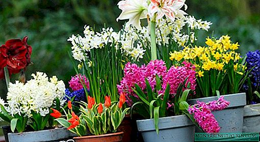 Most bulbus flores, perennials, ad carmina lectio de varietates ideas +