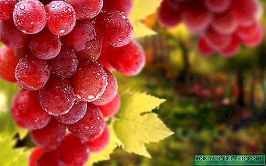 Najbolje stolne sorte grožđa: opisi, ukus i karakteristike