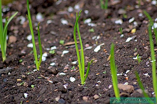 Poriluk: kako pravilno pripremiti i saditi sadnice u zemlju