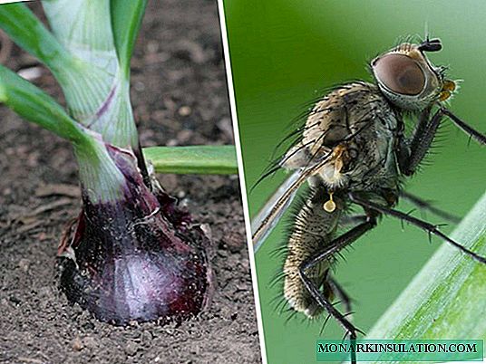 Luk muhe: kako se nositi s opasnim štetočinom
