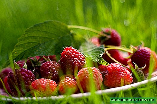 Rasberi Bryansk divo - babban fasalin gyare-gyare tare da manyan berries