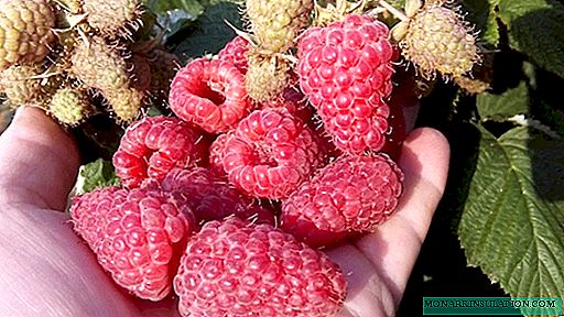 Raspberry Kagandahan ng Russia - malaking-prutas na himala ng breeder na si Viktor Kichina