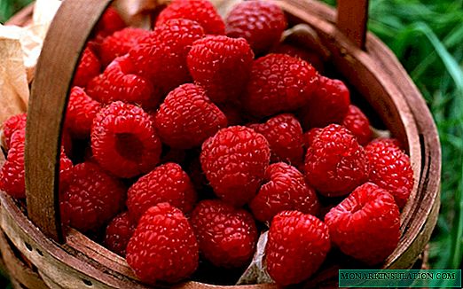 Raspberry Patricia: Varietéitbeschreiwung, pruning no Blummen a Kultivatiounsfeatures op engem Trellis
