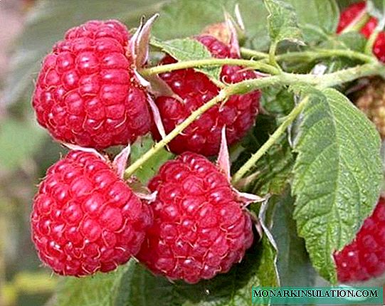 Raspberry Peresvet - aina isiyo na shida ambayo hakika itakufurahisha
