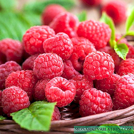 Raspberry Polana: Mga bahin sa pagdako nga lainlain nga lainlain nga klase