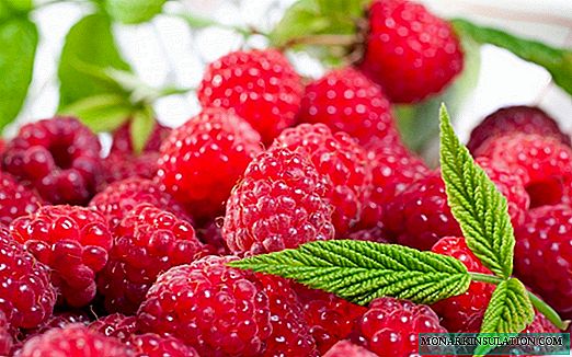 Raspberries a cikin karkara: taƙaitaccen bayyani game da mafi kyawun iri