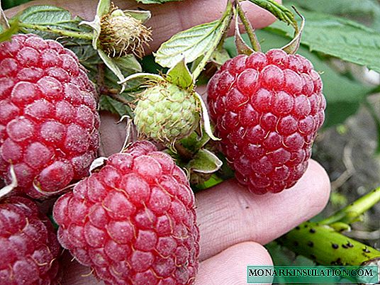 Raspberry Zyugana - isang promising na pag-aayos ng grado
