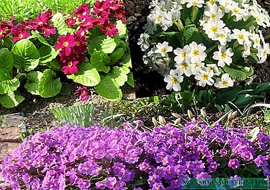 Omnes perennis flores aestate et Optimum varietates in hortis landscaping
