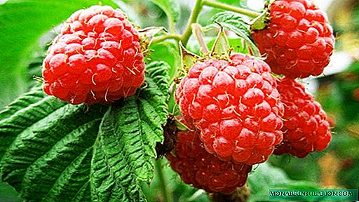 Raspberry မျိုးကွဲအမျိုးမျိုး - အစောပိုင်း၊ နှောင်းပိုင်း၊ ကြီးမားသောအသီးများစသည်တို့ဖြစ်သည်။
