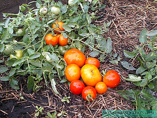 Mongola nano: superdeterminanta siberia tomato-vario